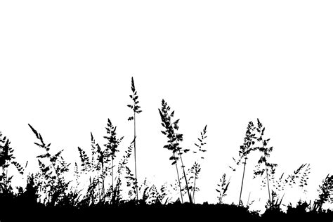 Grass Silhouette Free Stock Photo - Public Domain Pictures