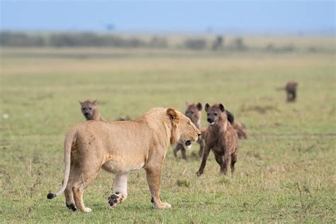 Lion vs. Hyena: Who Wins in a Fight? (+ Vital Facts)