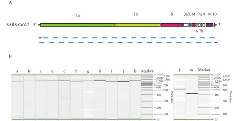 Sequencing The Complete Genome Of Covid Virus From Clinical Samples