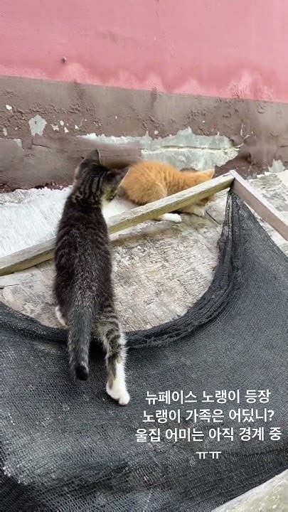 아기 고양이 시골 고양이 노랭이 줄무늬 Youtube