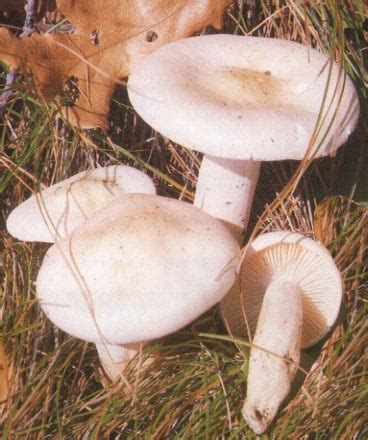 Hygrophore Comestible