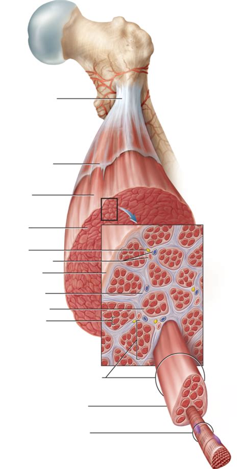 Chapter The Muscle Bone Attachment Diagram Quizlet