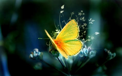 Hd Butterfly Wallpaper Bliss