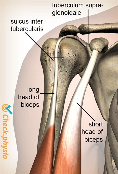 Proximal Biceps Injury Physio Check