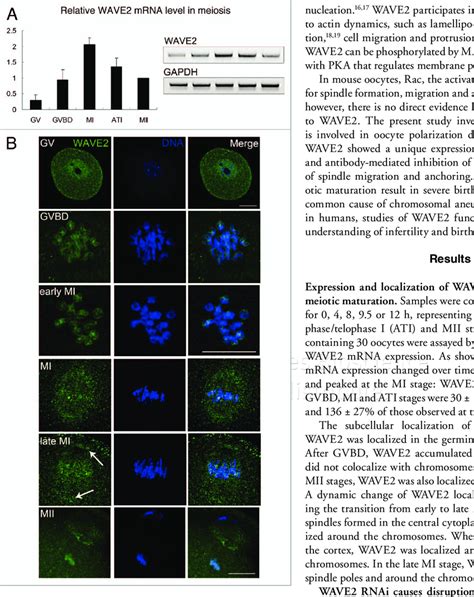 Expression And Localization Of Wave During Mouse Oocyte Meiotic