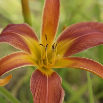 Hemerocallis Mighty Goliath Spider Daylily Woottens Plant Nursery