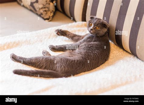 cute funny grey cat relaxing on the couch Stock Photo - Alamy