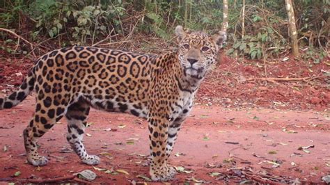 El Yaguareté Entre La Recuperación En Misiones Y El Riesgo Extremo En