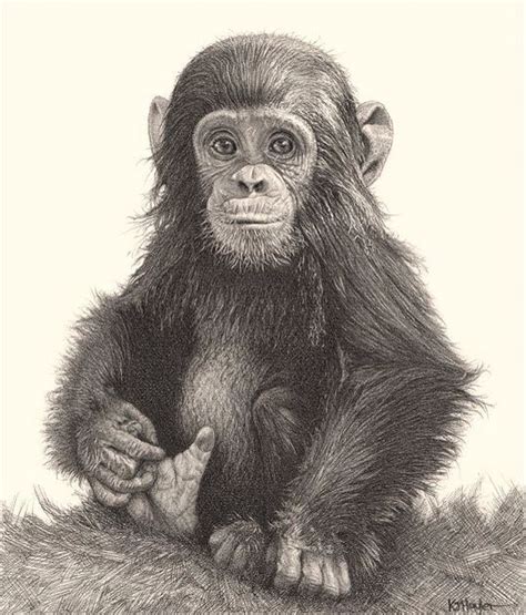 Pin by Susy on Animales | Realistic animal drawings, Pencil drawings of animals, Animal drawings