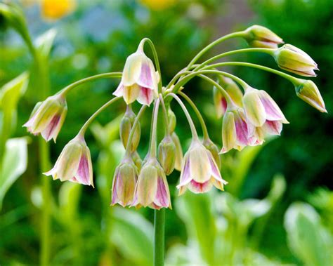 Nectaroscordum Siculum Allium Bulgaricum Bulbs — Buy Online At Farmer