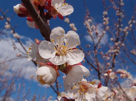 Fleurs Arbre Abricot Photo Gratuite Sur Pixabay Pixabay