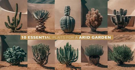 10 Essential Plants For An Arid Garden My Arid Garden