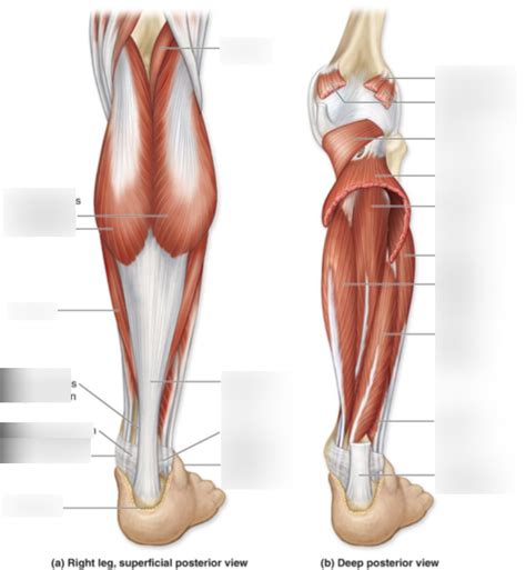 Ch Muscles Of The Posterior Leg Diagram Quizlet