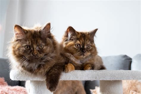 Nestje Kittens Op De Foto Fotoshoot Met Je Kat