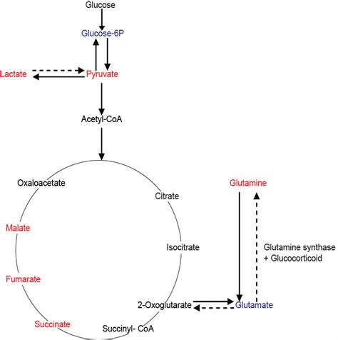 11 Glycolysis And Tca Cycle Metabolic Pathways Altered During The