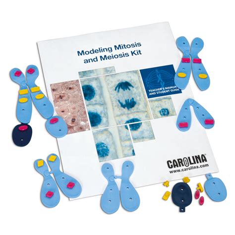 Mitosis And Meiosis Carolina Knowledge Center