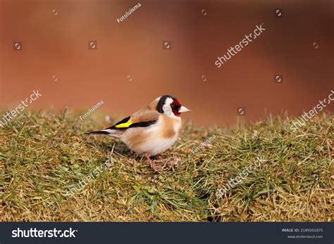 Perhaps Most Beautiful Passerine Garden Stock Photo 2189201875