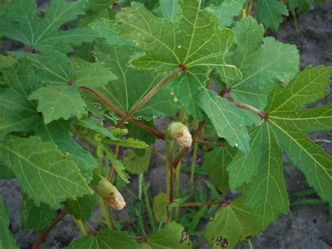 Okra: Plant Care and Collection of Varieties - Garden.org