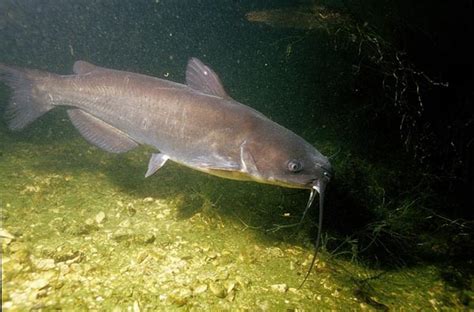 Types of Fish Found in Missouri - Part Two