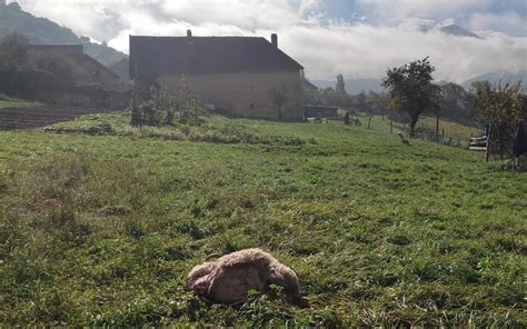 Attaques de loups Les Sauges Bergères