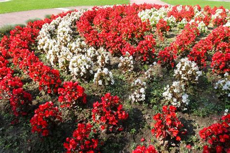 How To Over Winter Begonias For Long Lasting Beauty