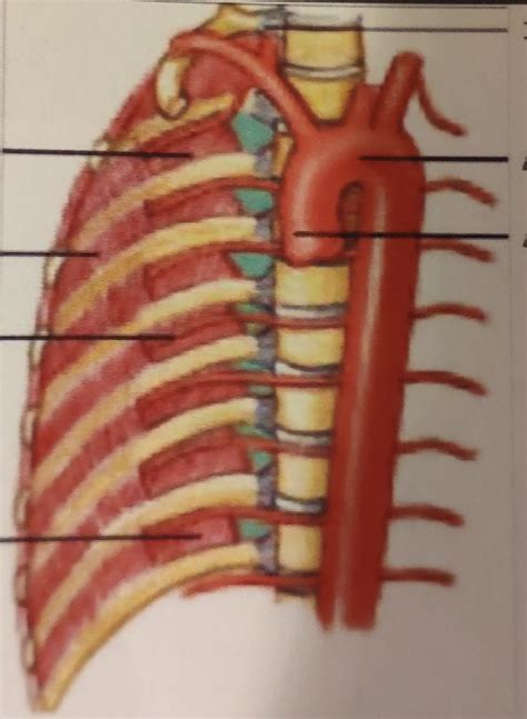 Aorte Thoracique Descendante Diagram Quizlet