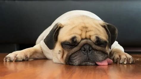 16 Pugs Sleeping In Totally Ridiculous Positions