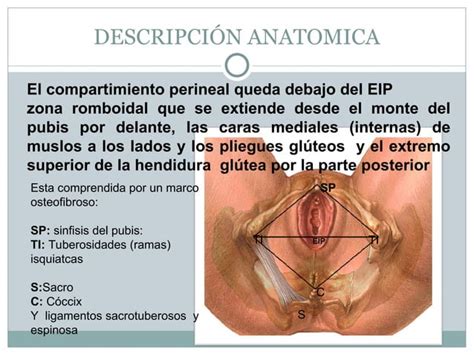 Anatomia Del Piso Pelvico En Ginecologia Ppt