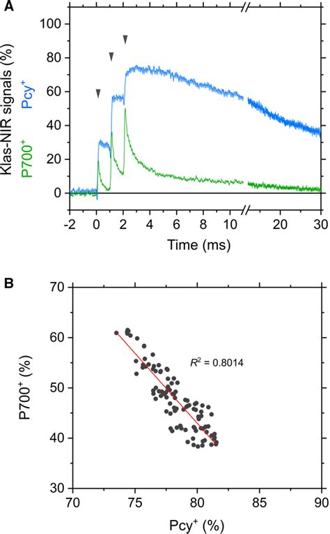 Quantitative Evaluation Of The Ratio Of Plastocyanin Pcy To P700 In Download Scientific