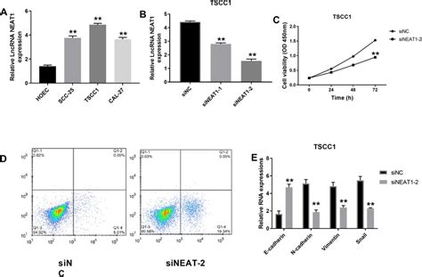 Lncrna Neat Highly Expressed In Oscc Cell Lines And Promoted