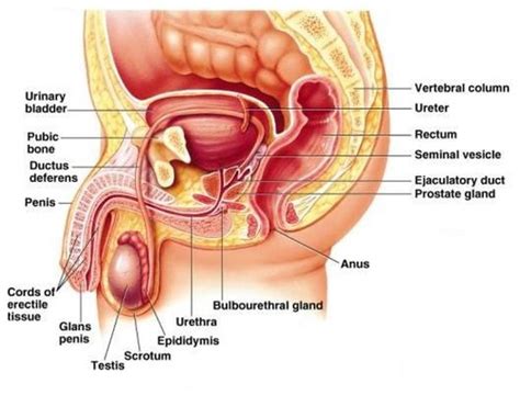 Aandp Reproductive Flashcards Quizlet