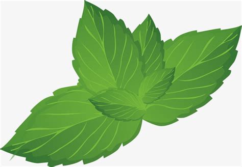 Mint Leaf Clipart 10 Free Cliparts Download Images On Clipground 2024