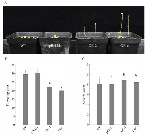 Figure Figure Figure Figure Flowering Phenotype Of