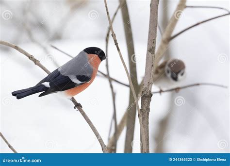 Male Bullfinch Sits On Branch In Winter Stock Image Image Of Garden