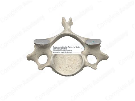 Superior Articular Facets Of Sixth Cervical Vertebra Complete Anatomy