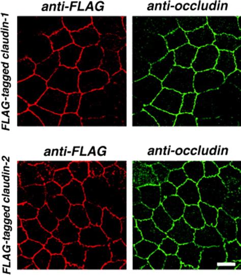 Colocalization Of FLAG Tagged Claudin 1 And 2 With Occludin In MDCK