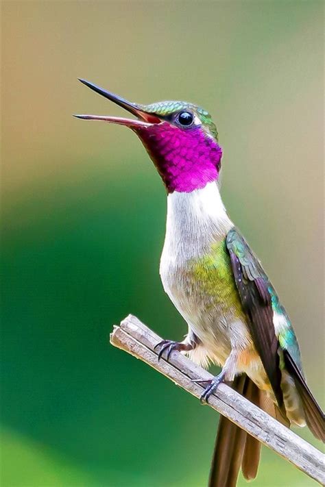 Wallpaper Hummingbird Bird Beak Tree Branch 1920x1200 Picture Image