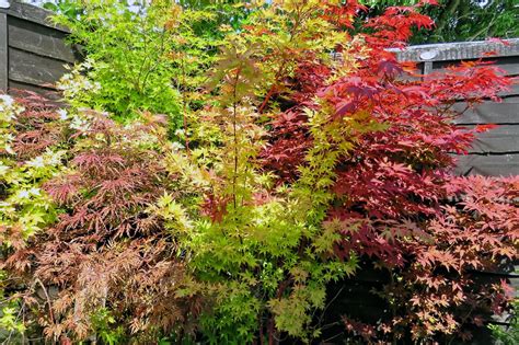 Acer Palmatum Sango Kaku Coral Bark Japanese Maple North Carolina