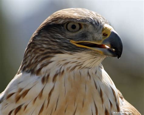 T Bone Images Arizonas Birds Of Prey