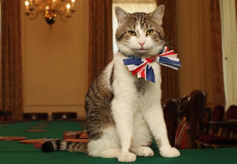 Larry The Cat Outlasts Fourth U K Prime Minister Npr