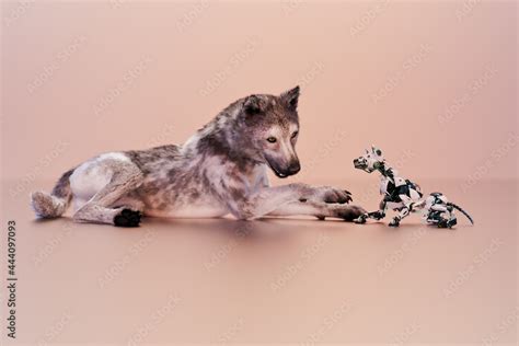 Robot dog series: real dog meets robot dog Stock Photo | Adobe Stock