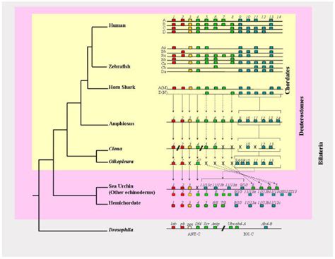 Hox Gene Cluster Organisation Of Deuterostomes The Amphioxus Hox