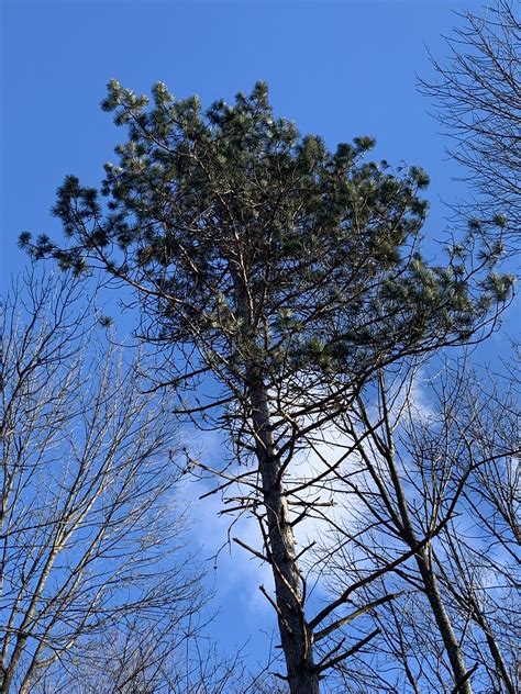 Red Oak Pinus Resinosa James Young Flickr