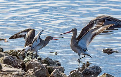 Black Tailed Godwit Limosa Limosa Martin Mere Wwt Flickr