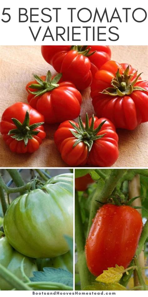 Best Tomato Varieties For The Kitchen Garden Tomato Summer