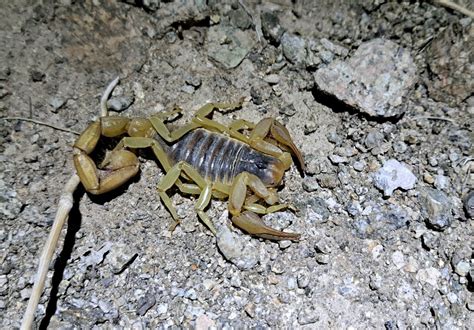 Desert Hairy Scorpion From Mohave County Az Usa On September 11 2022 At 07 29 Pm By Jesse