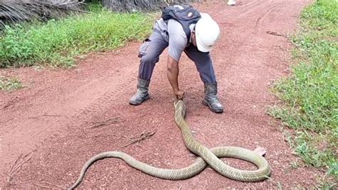 Penangkapan King Cobra Raksasa Golden Di Kebun Sawit Kalimantan Ular