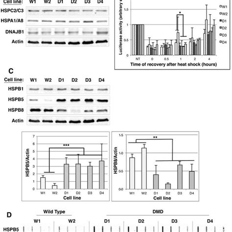 HSPB5 And HSPB8 Levels Are Modulated In Human Immortalized DMD Myoblast