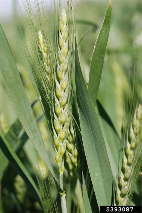 Common Wheat Triticum Aestivum L