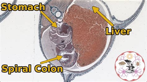 The Shark Digestive Tract Anatomy And Histology Youtube